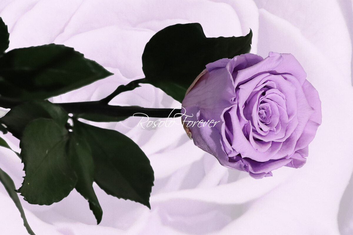 Rose éternelle, large, couleur mauve claire