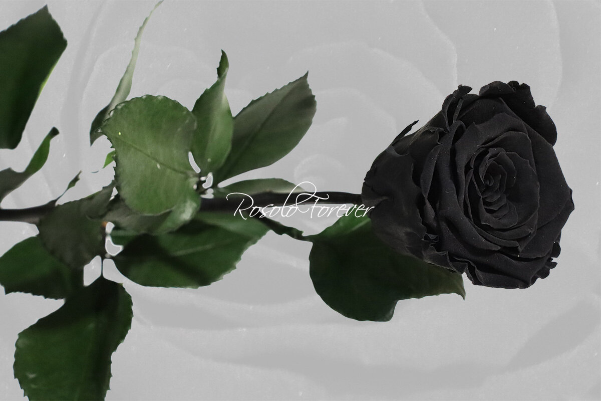 Rose éternelle, large, couleur noir