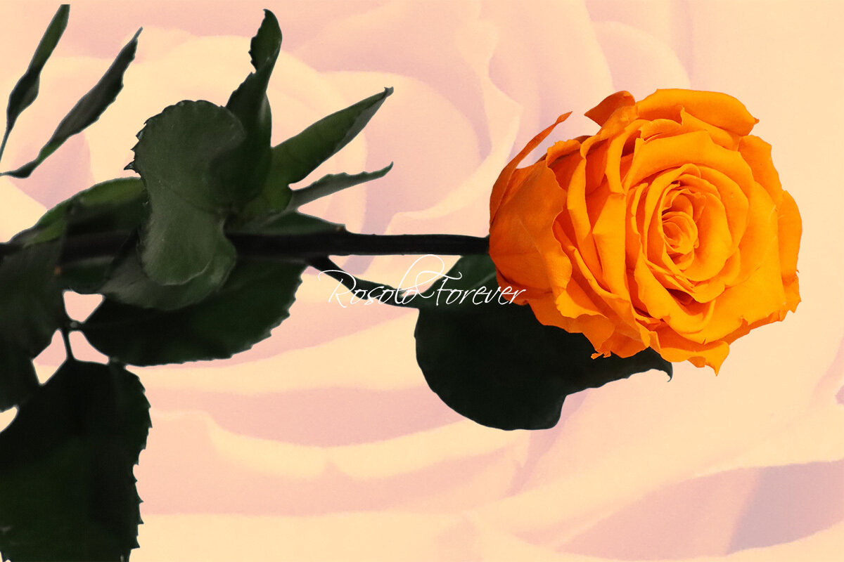 Rose éternelle, large, couleur orange claire