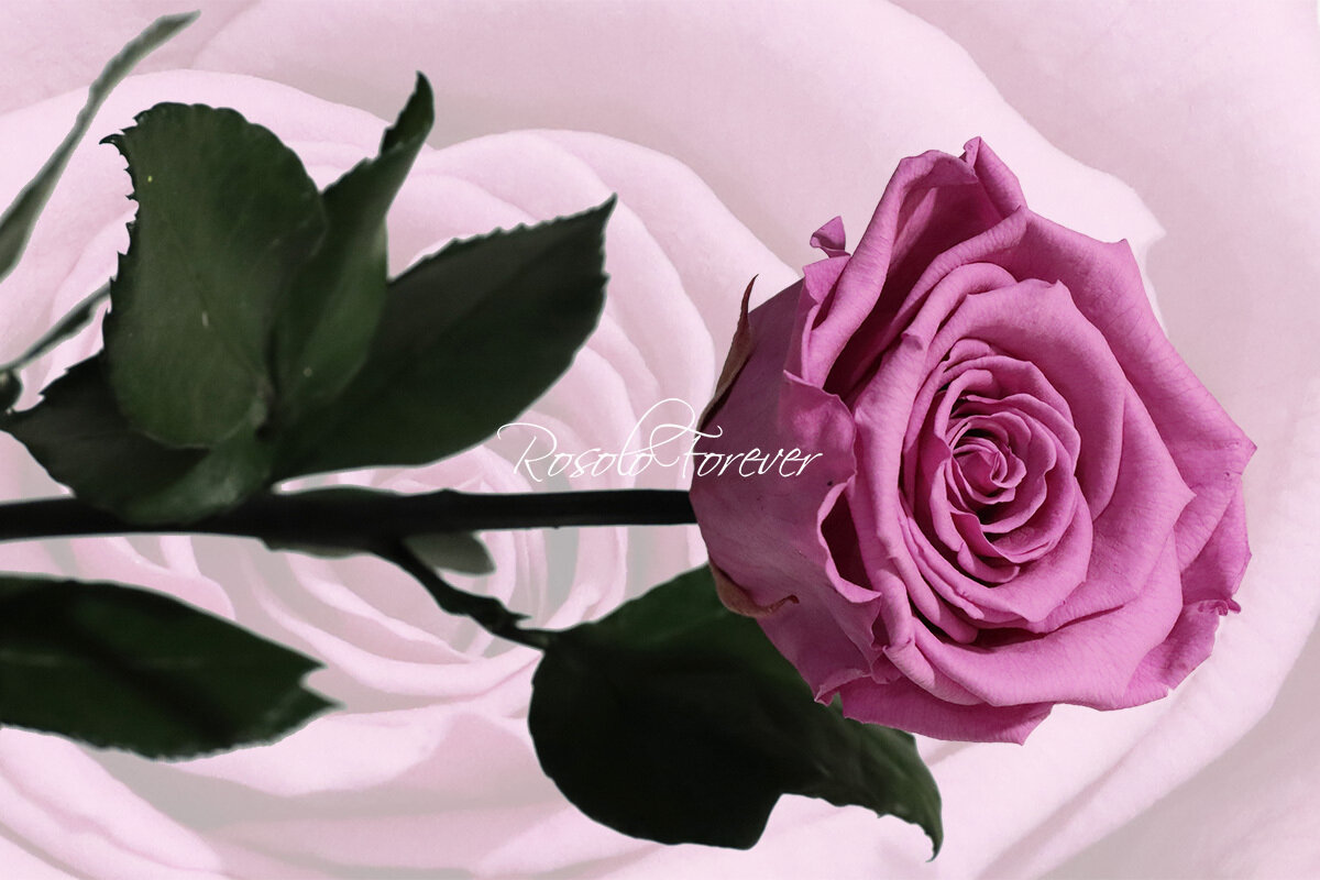 Rose éternelle, large, couleur pourpre