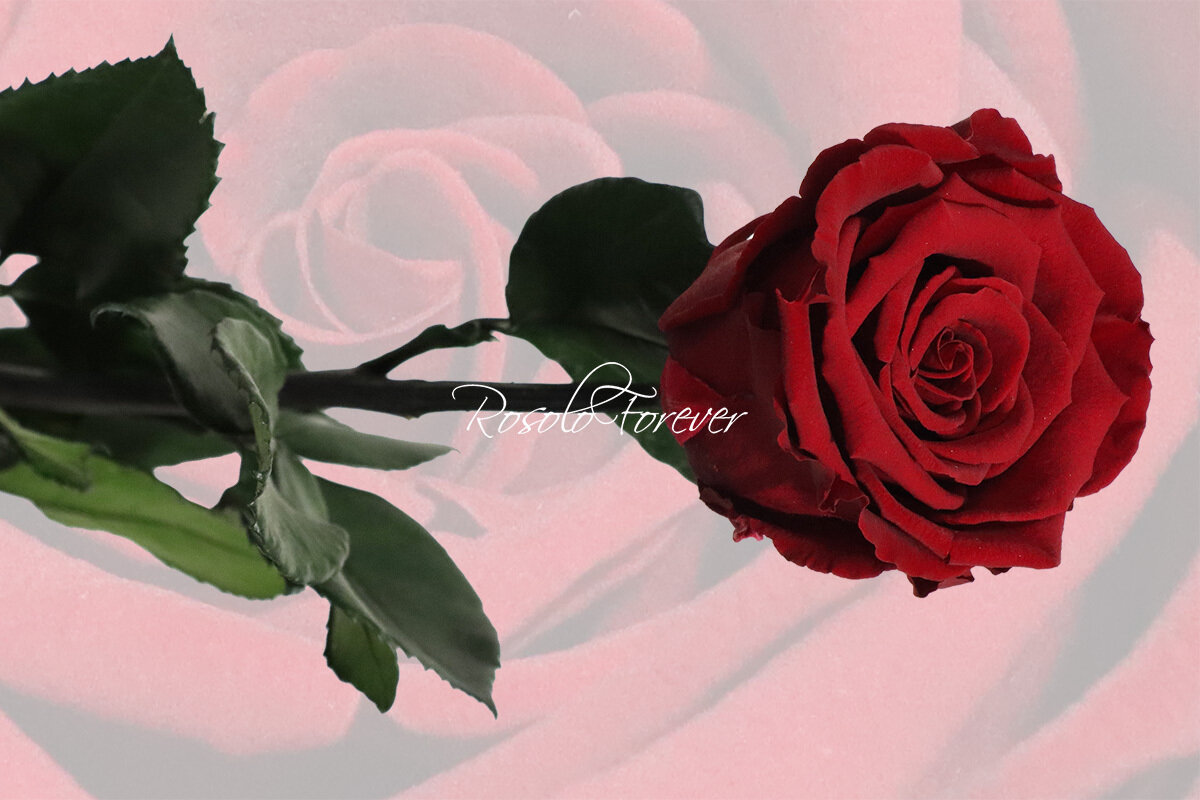 Rose éternelle, large, couleur rouge bordeau