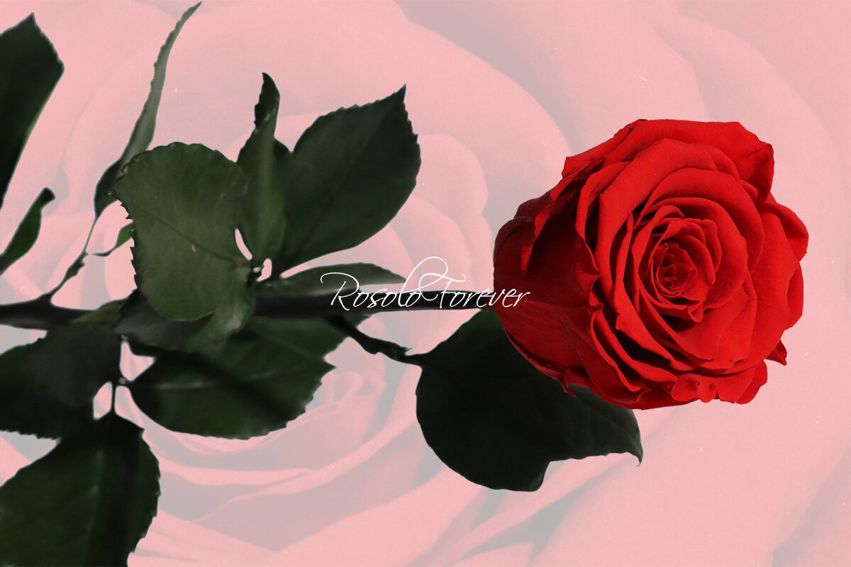 Rose éternelle, large, couleur rouge vif