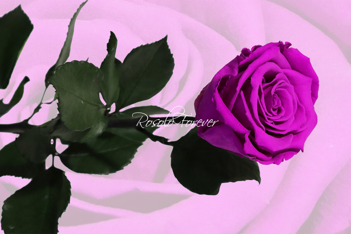 Rose éternelle, large, couleur violet
