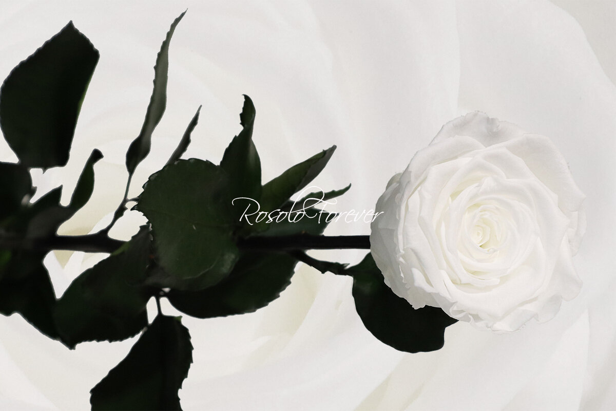 Rose éternelle, large, en blanc pur