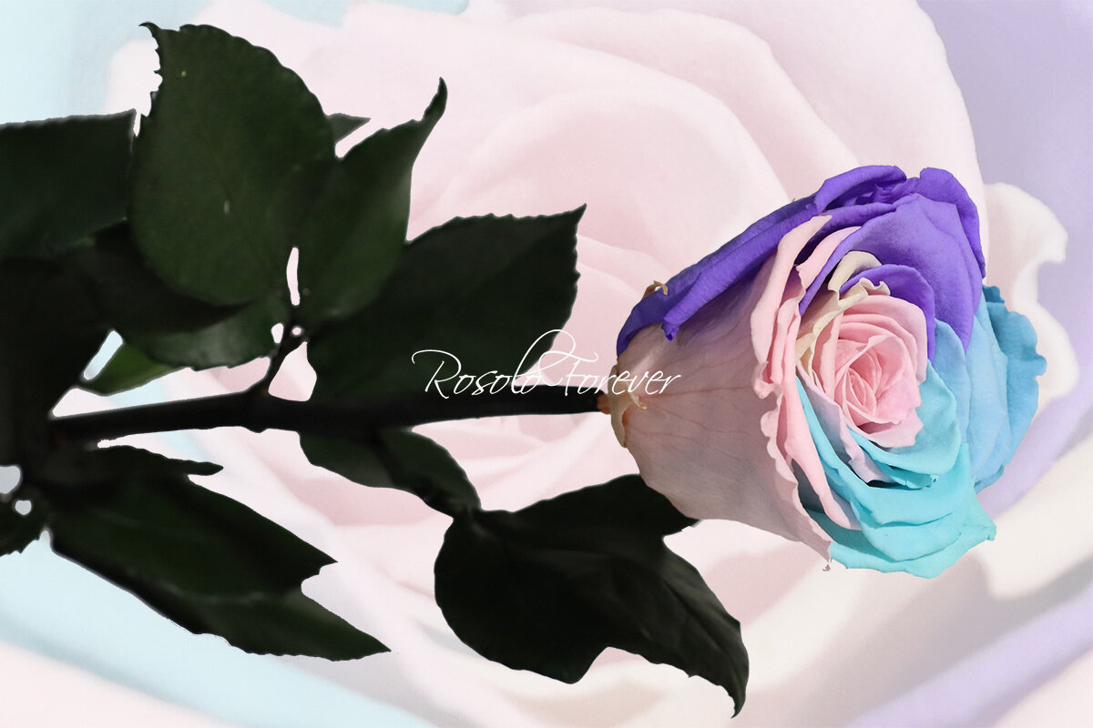 Rose spéciale, large, couleur rainbow pastel