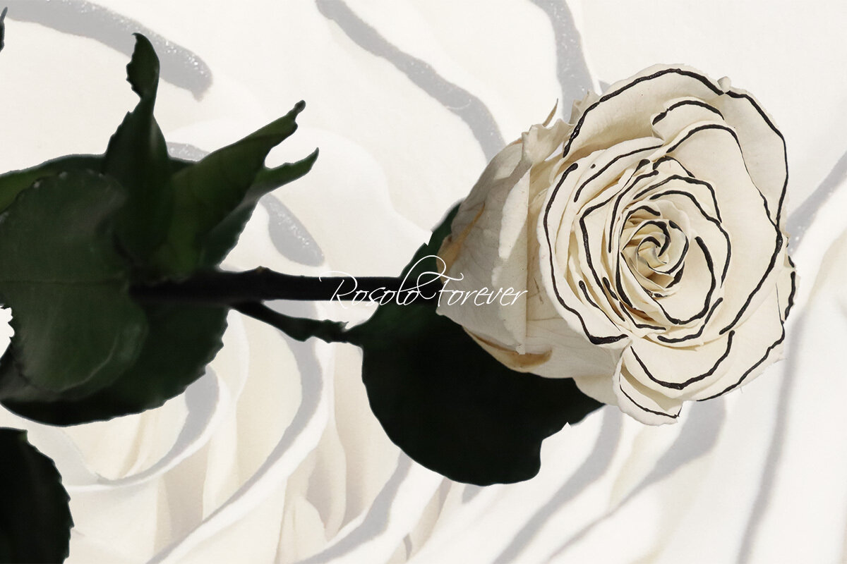 Rose spéciale, large, en blanc et noir