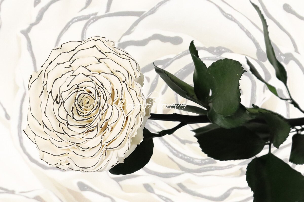 Rose spéciale, XXL, couleur blanc-noir