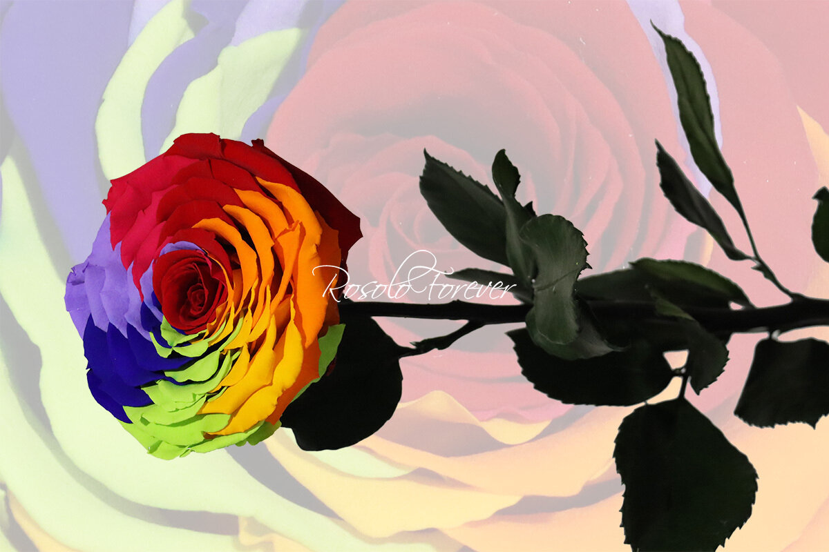 Rose spéciale, XXL, couleur rainbow