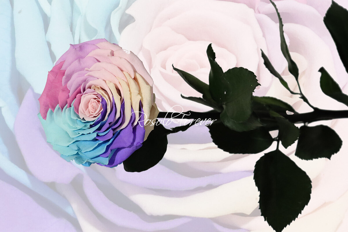 Rose spéciale, XXL, rainbow pastel