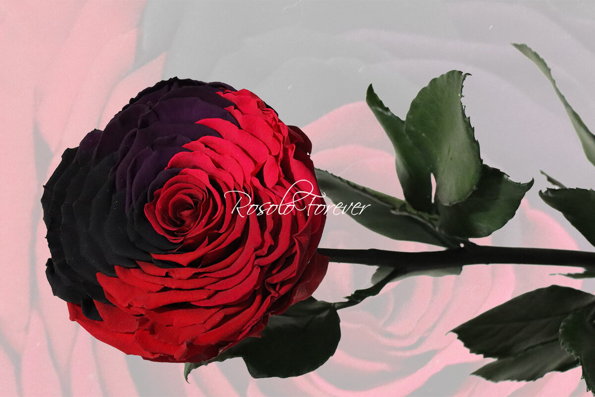 Rose spéciale, XXL, tricolor foncé