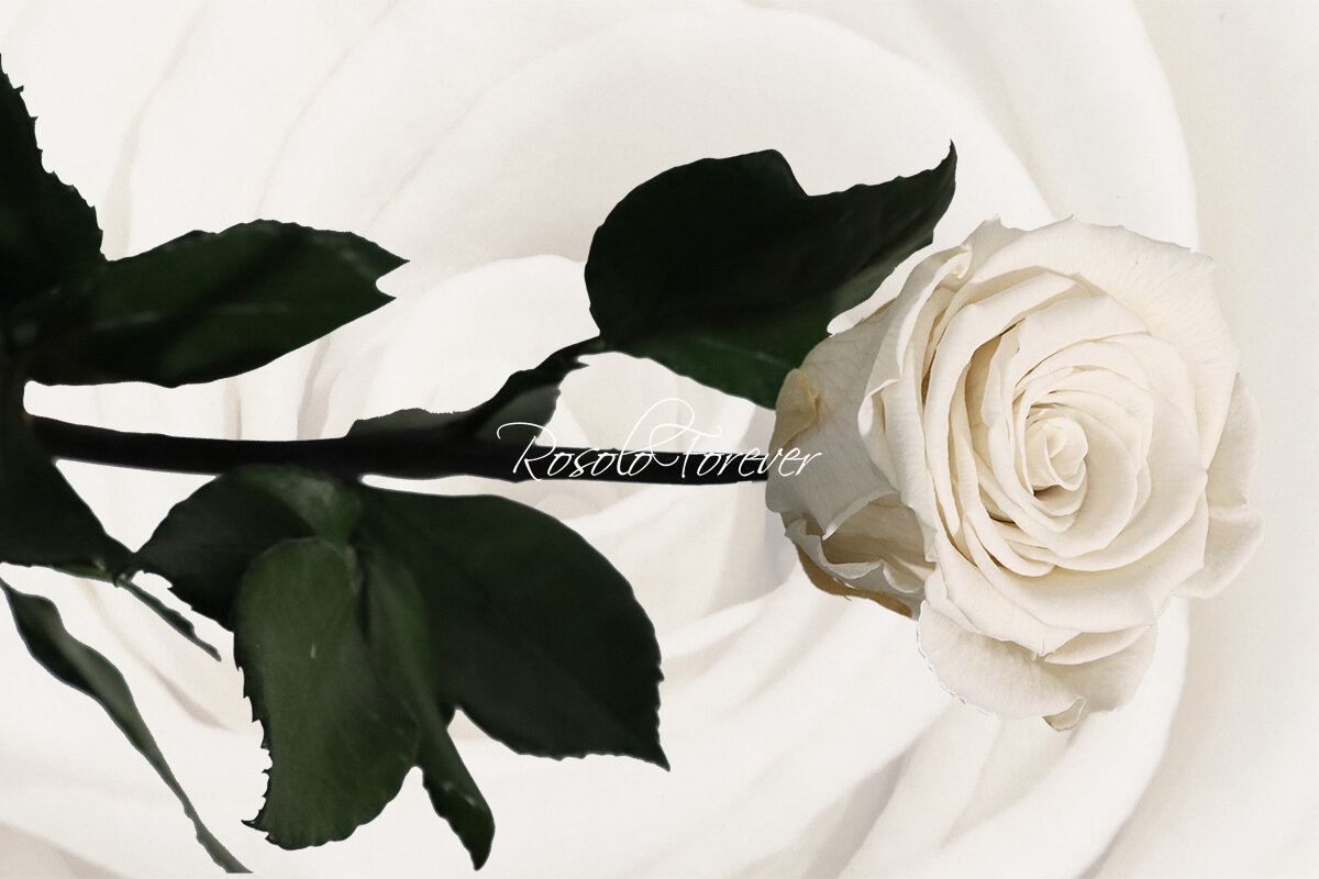 Rose stabilisée, large, en blanc