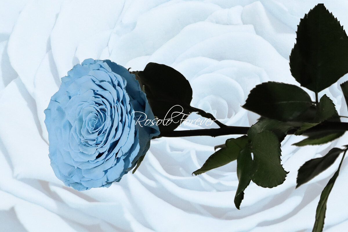 Rose stabilisée, XXL, couleur bleu claire