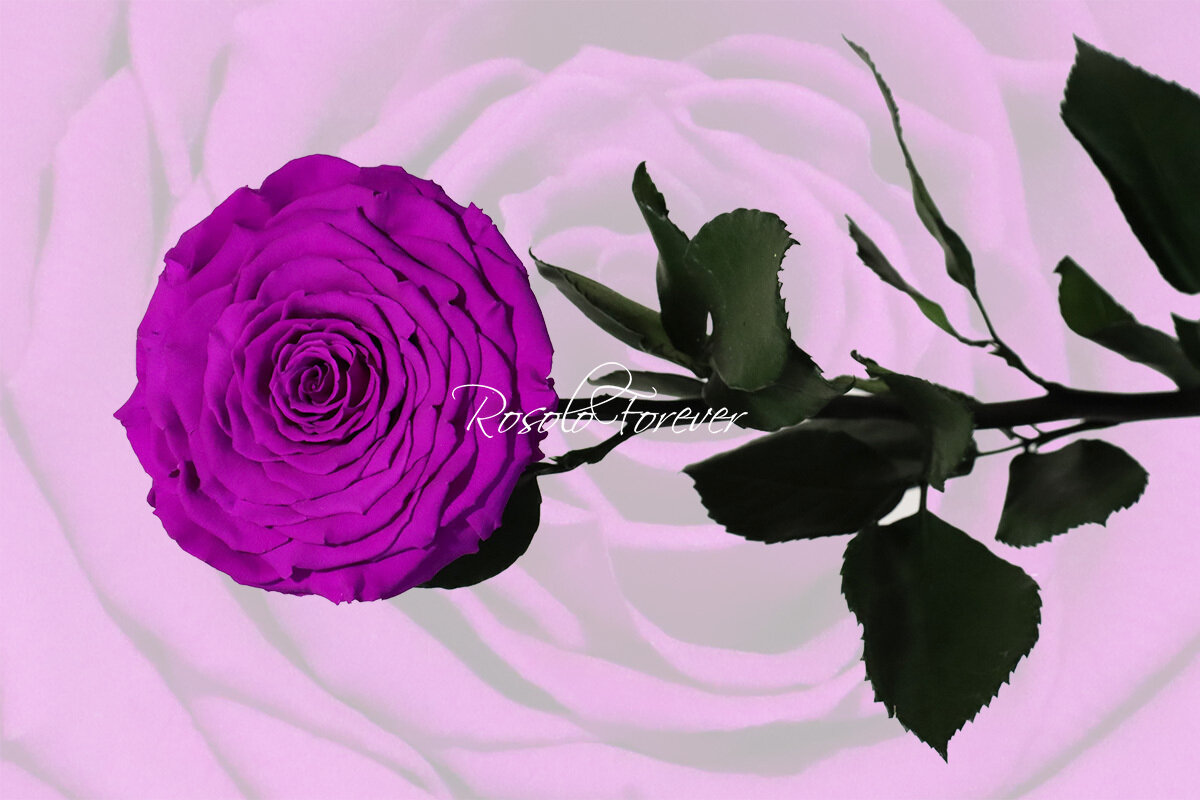 Rose stabilisée, XXL, couleur mauve