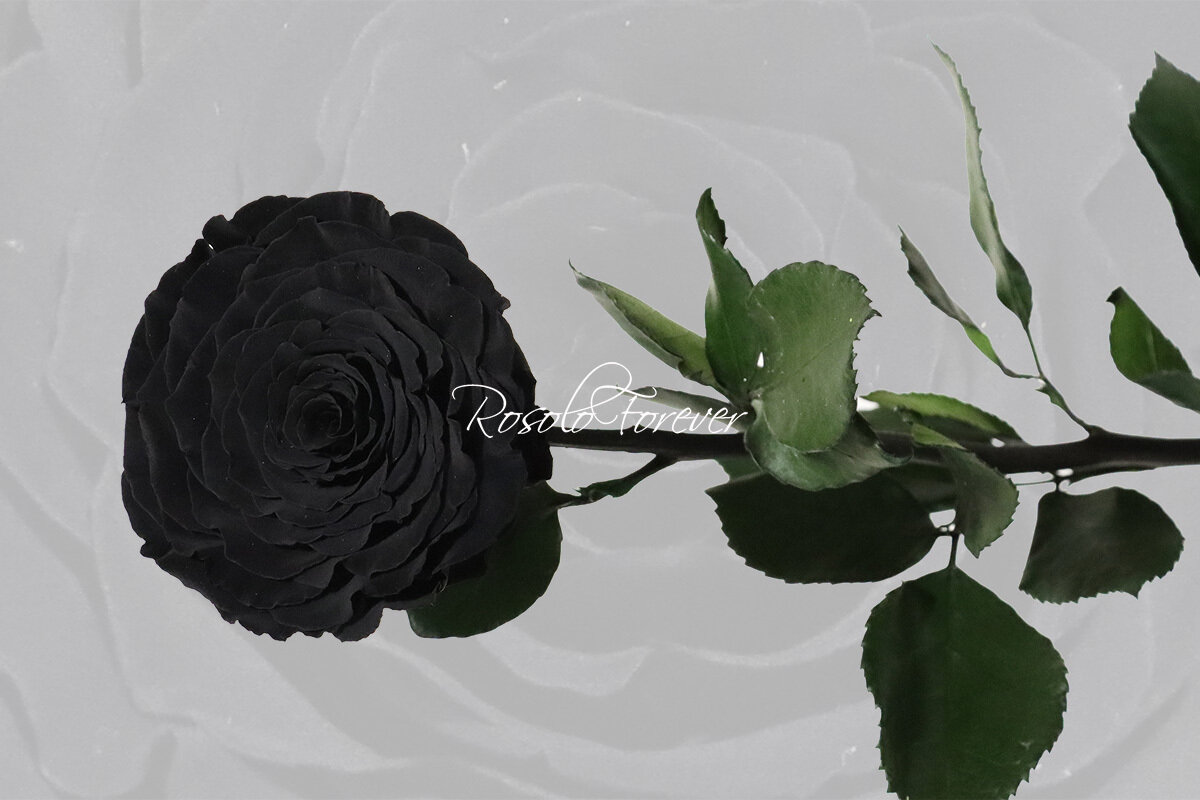 Rose stabilisée, XXL, couleur noir