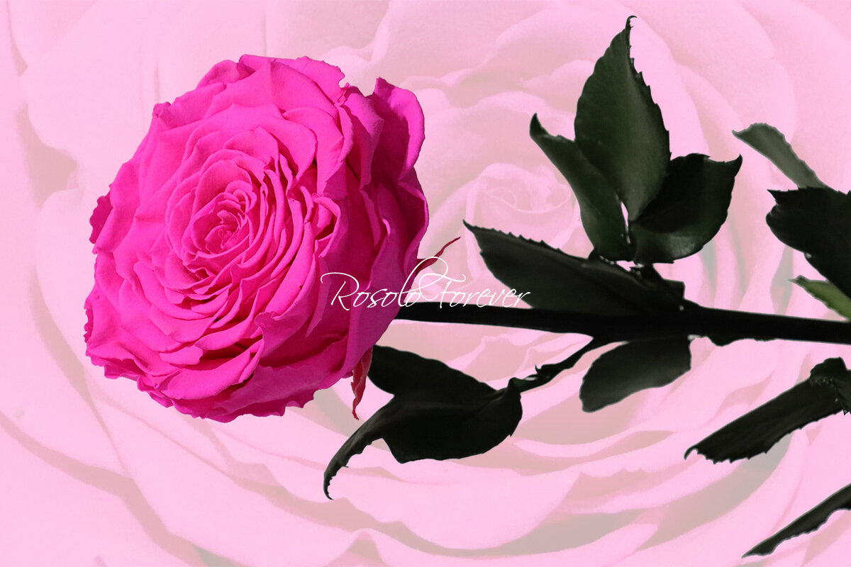 Rose stabilisée, XXL, couleur pink