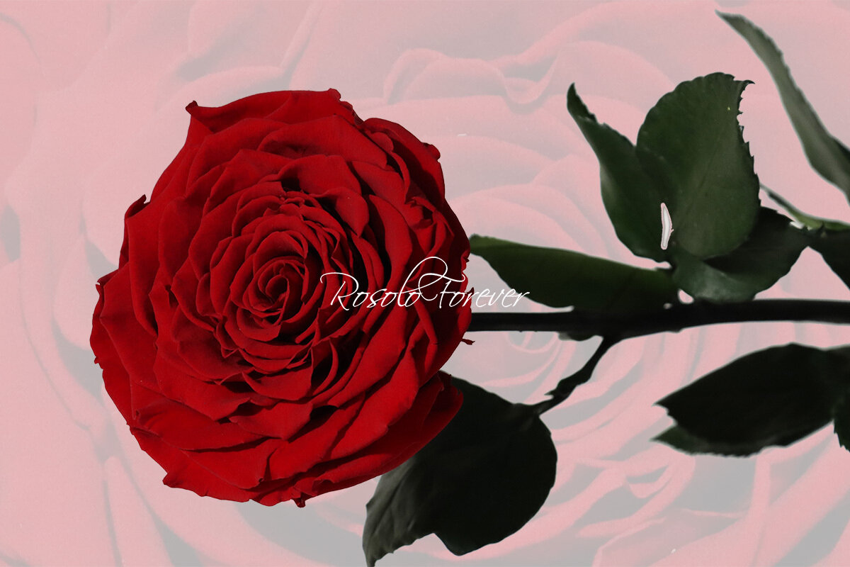 Rose stabilisée, XXL, couleur rouge bordeau