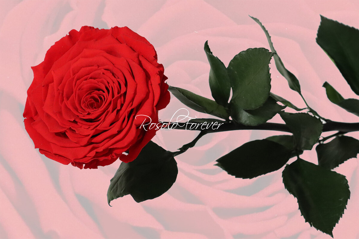 Rose stabilisée, XXL, couleur rouge vif