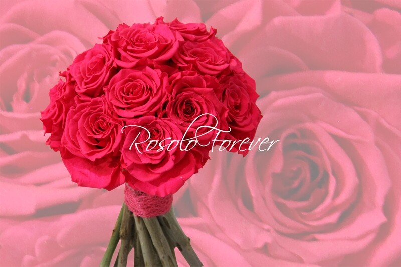 Bouquet de roses éternelles, fuchsia
