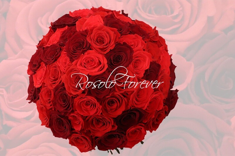 Grand bouquet de roses éternelles, dégradé en rouge