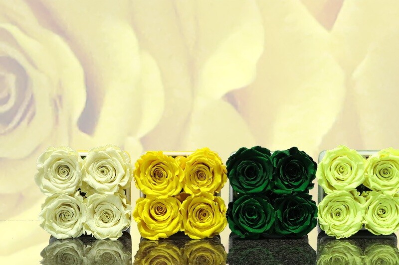 Carré de 4 roses éternelles, tons jaune, crème et vert