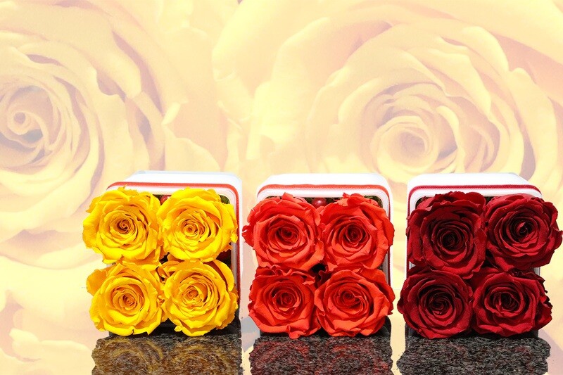 Carré de 4 roses éternelles, couleurs automnales