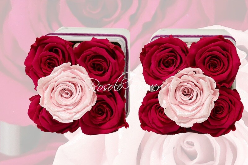Carré de 5 roses éternelles, fuchsia et rose