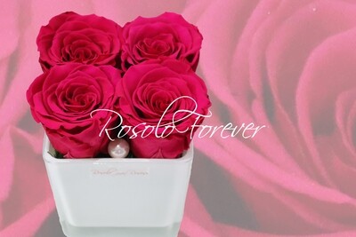 Carré de roses éternelles, fuchsia