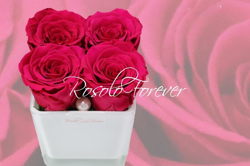 Carré de roses éternelles, fuchsia