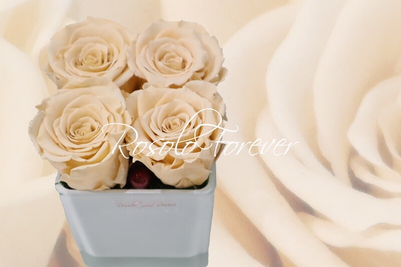 Carré de roses éternelles, crème