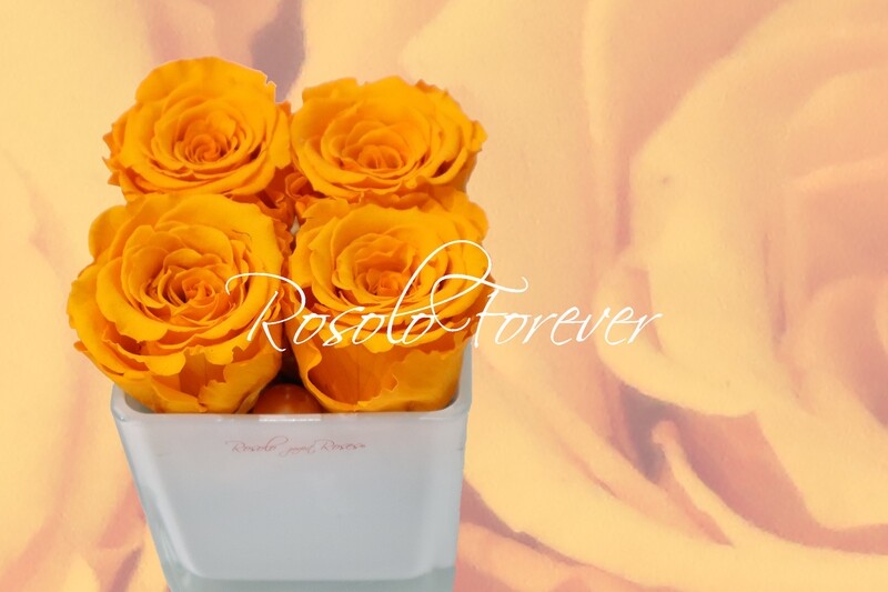 Carré de roses éternelles, orange