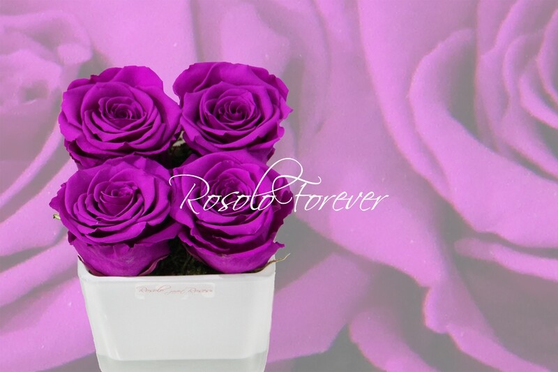 Carré de roses éternelles, pourpre