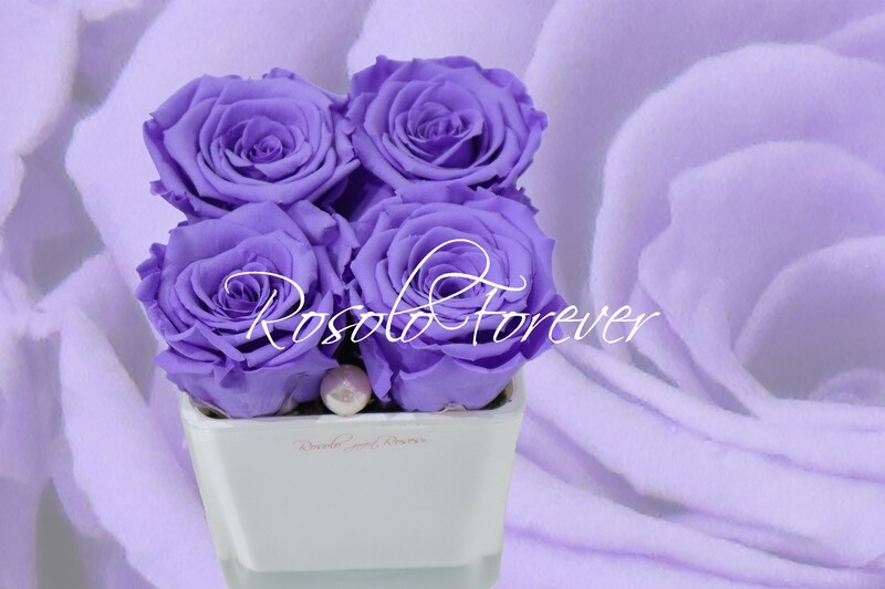 Carré de roses éternelles, mauve