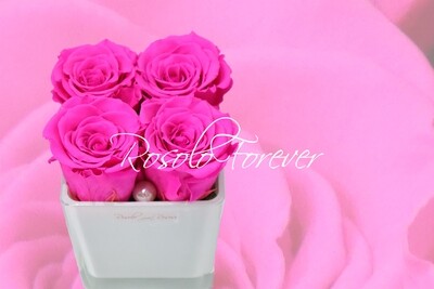 Carré de roses éternelles, pink