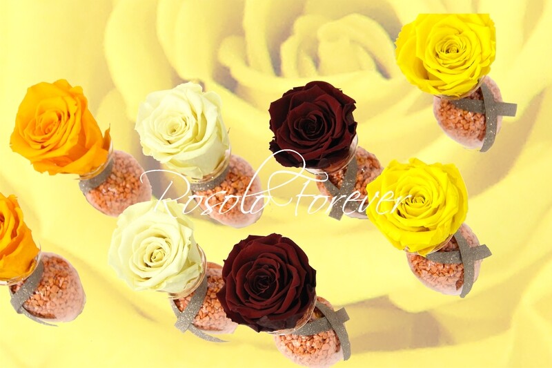 Belles roses colorées dans petits vases en verre