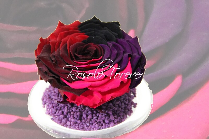 Grande rose éternelle, multi-couleur mauve