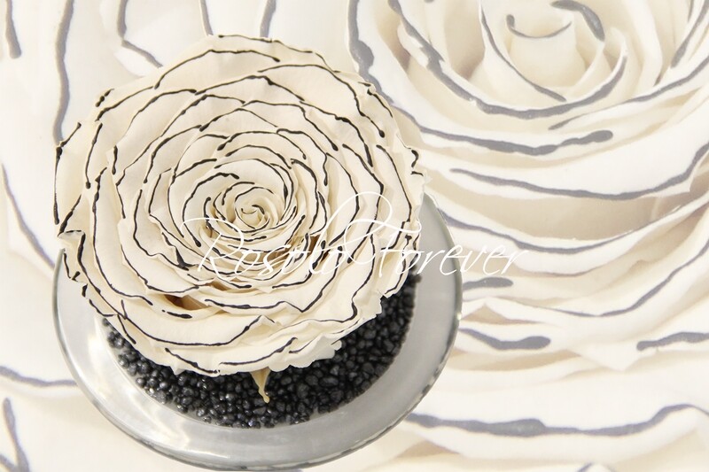 Grande rose éternelle, blanche, bord noir