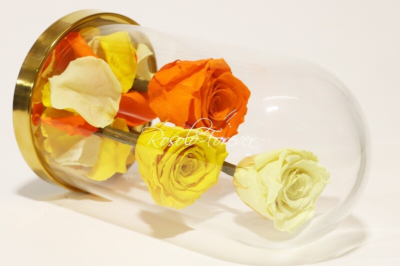 3 grandes roses éternelles sous cloche, tons orange-jaune-jaune pâle