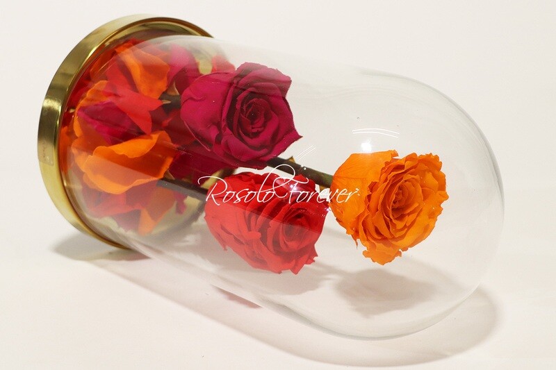 3 grandes roses éternelles sous cloche, tons orange-rouge