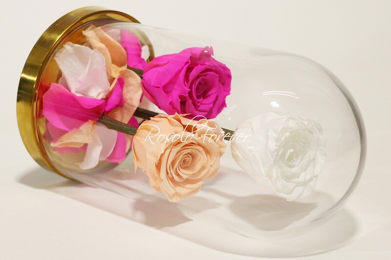3 grandes roses éternelles sous cloche, tons blanc-saumon-fuchsia