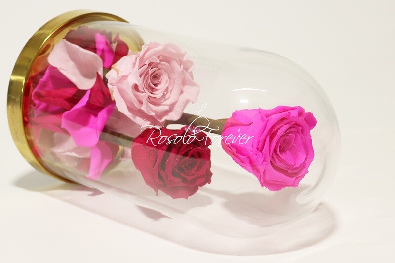 3 grandes roses éternelles sous cloche, tons rose-pink-rouge