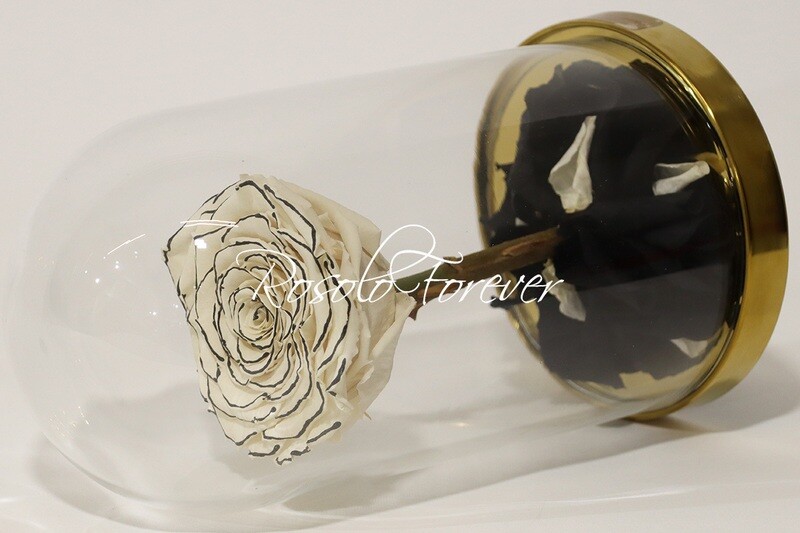 Belle grande rose éternelle sous cloche, taille XL, spéciale, blanc/crème et noir