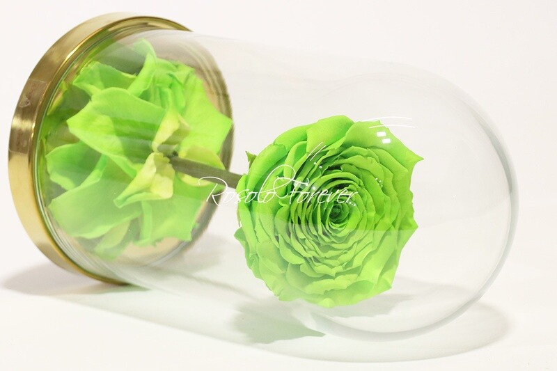 Belle grande rose éternelle sous cloche, taille XL, vert claire