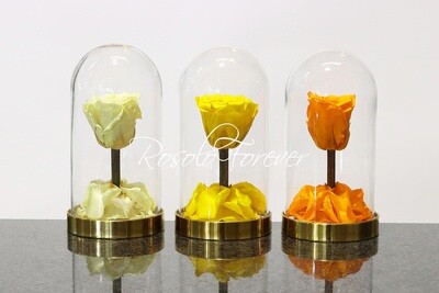 Belle rose éternelle sous cloche (jaune-crème-saumon)