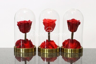 Belle rose éternelle sous cloche (rouge-orange-bordeau)