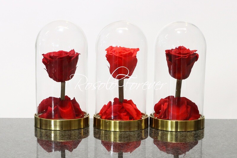 Belle rose éternelle sous cloche (rouge-orange-bordeau)