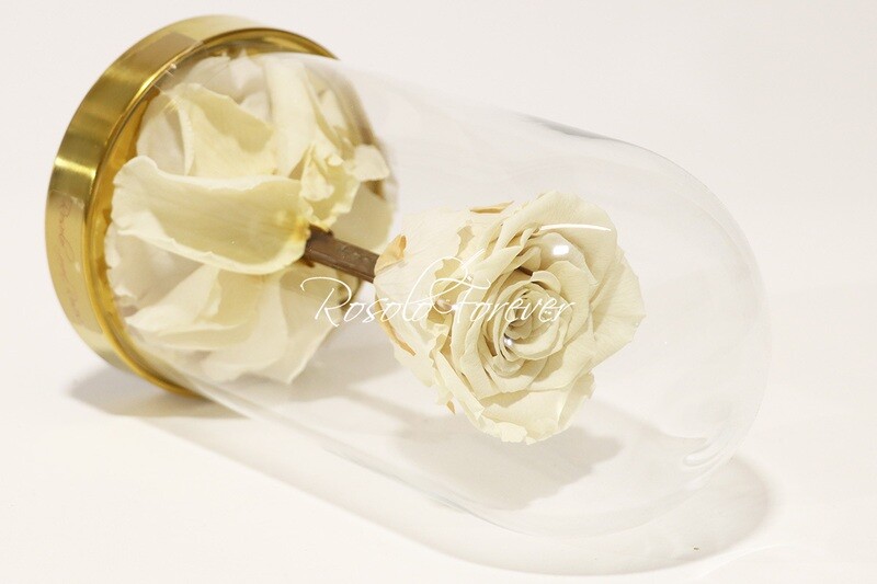 Belle rose éternelle sous cloche, taille L, blanc-crème