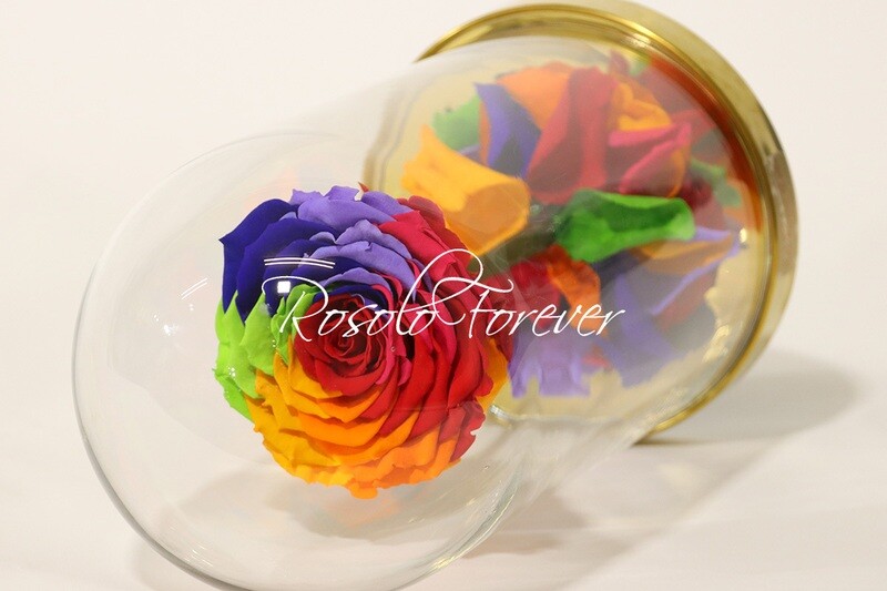 Belle rose éternelle sous cloche, spéciale, arc-en-ciel