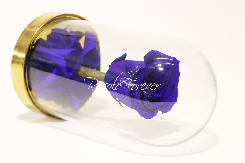 Belle rose éternelle sous cloche, taille L, bleu royal