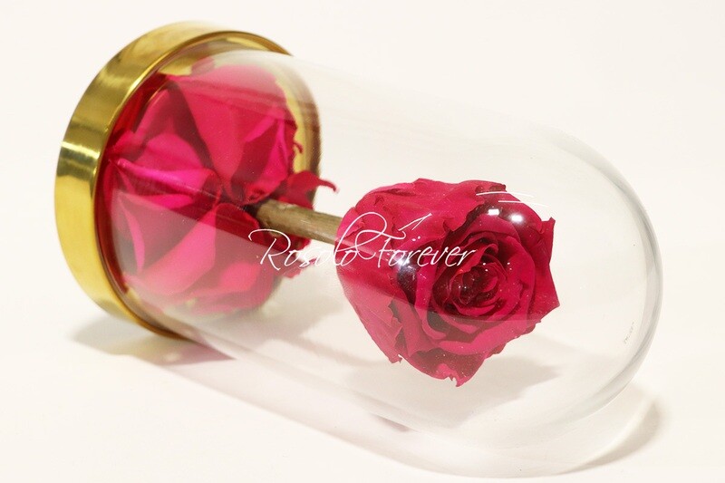 Belle rose éternelle sous cloche, taille L, fuchsia