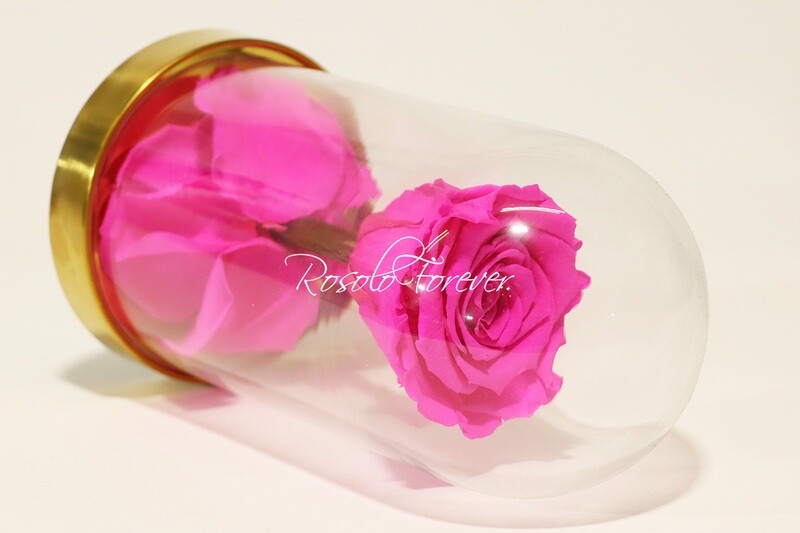 Belle rose éternelle sous cloche, taille L, pink